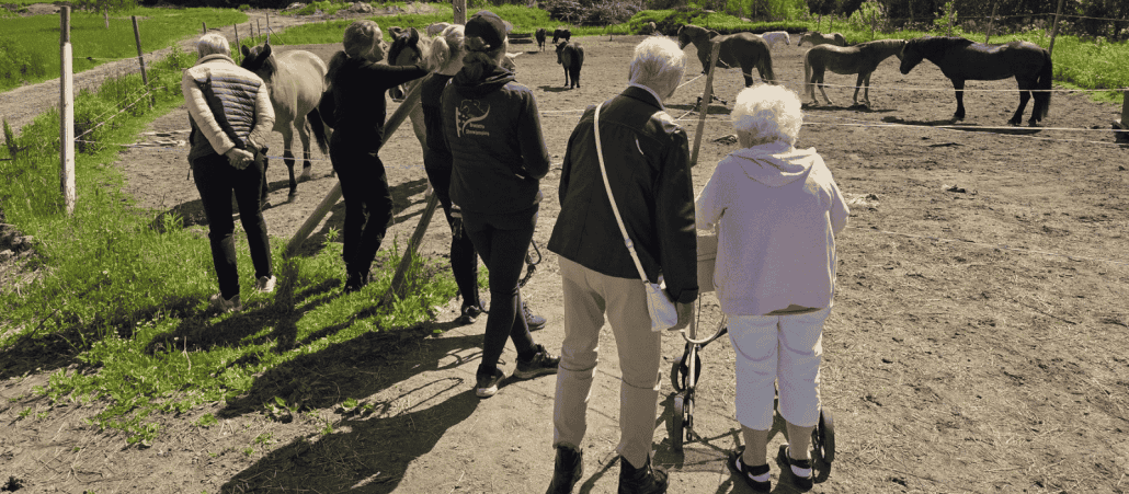 Frivillig på Ringerike Ridesenter