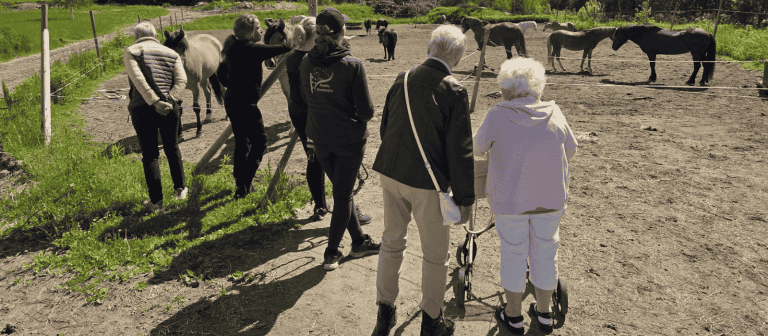 Frivillig på Ringerike Ridesenter